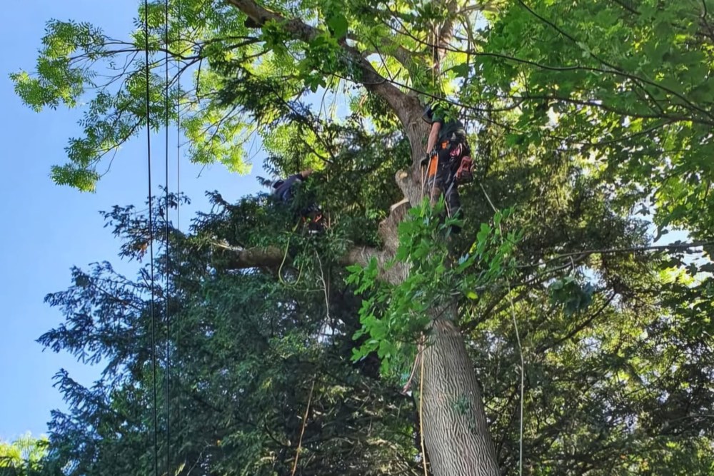 Keeping overhead cables clear of tree branches