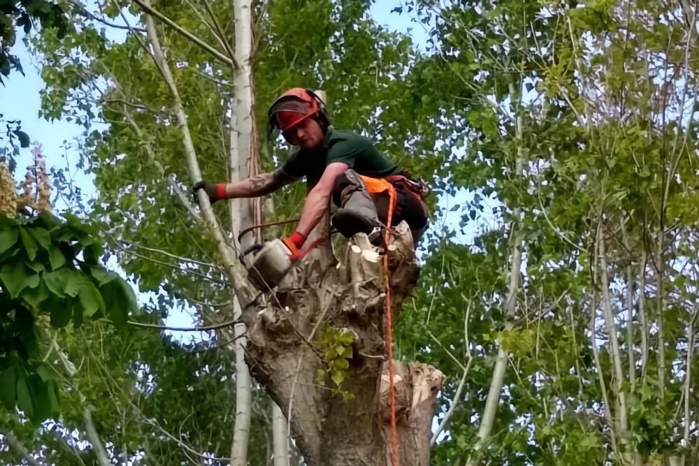 Matt perched in a tree using a chain saw to cut off a small branch